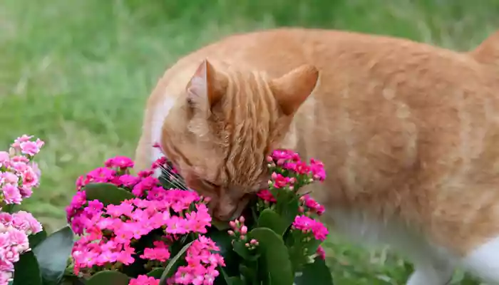 How To Build A Cat-Friendly And Safe Garden For Your Feline Friends: The Ultimate Guide