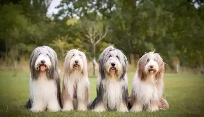 Do you own a Bearded Collie? We’ve got some care tips for you!