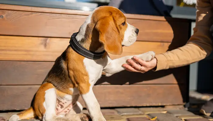 Do you want to train your Beagle for calm behavior: Here’s How You Can Cultivate Calm in Them