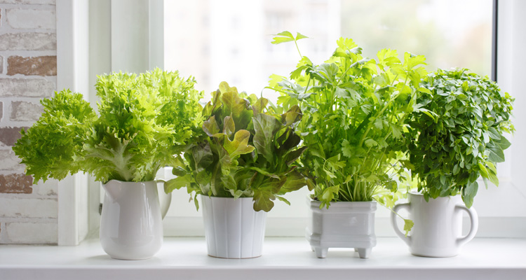 Growing herbs at home: Things you need to know