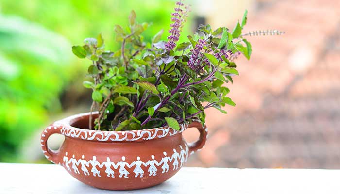 Potted Plants That Are Ideal For Frequent Travelers