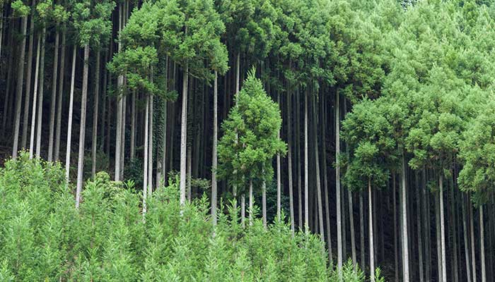 Daisugi- The Japanese Art Of Forestry