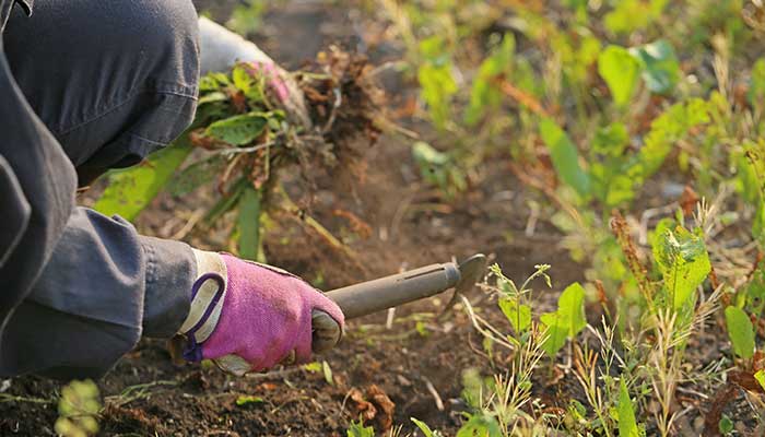 5 Easy Ways To Get Rid Of Unwanted Yard Weeds