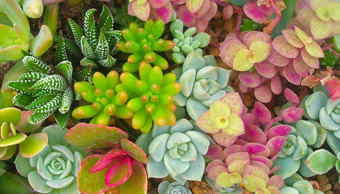 How To Make Succulents Thrive All Year Round