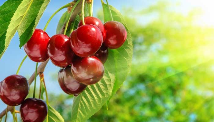 Cherry Planting- All You Need To Know