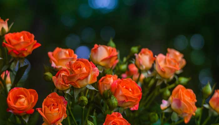 10 Most Beautiful Orange Roses