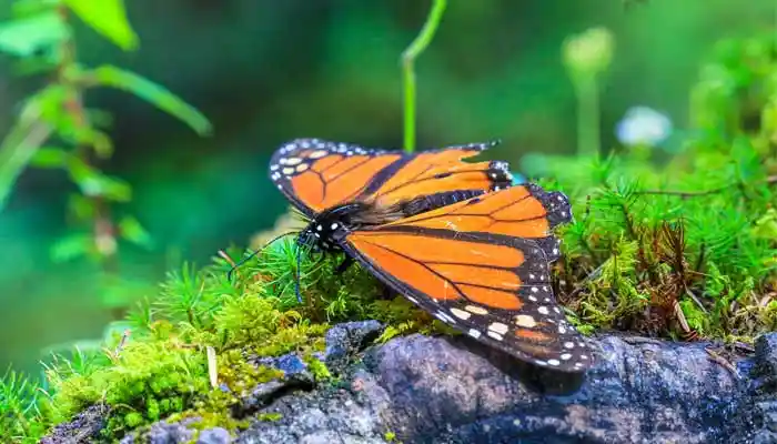 Plants That Attract Birds And Butterflies