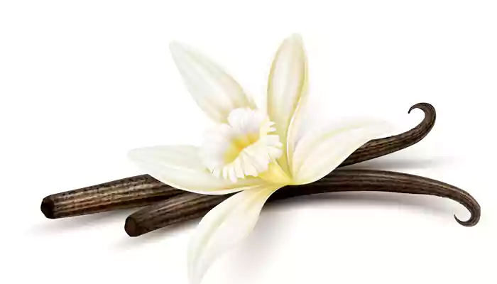 Here’s all you need to know where Vanilla comes from
