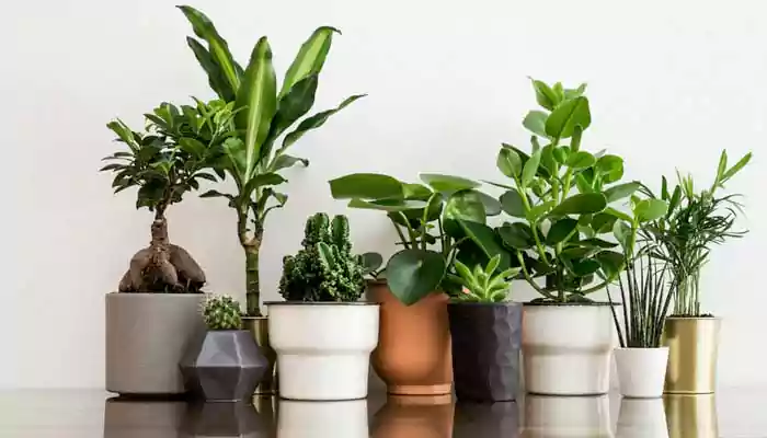 9 Plants We Should All Have At Home To Improve Our Health