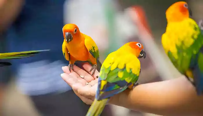 Fun Fact: Do you know how parrots can speak like humans?