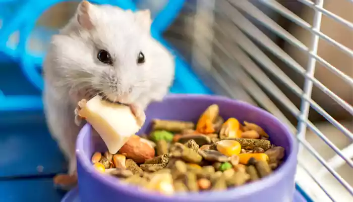 Essential Tips To Care For Hamsters: The Ultimate Guide For New Pet Owners