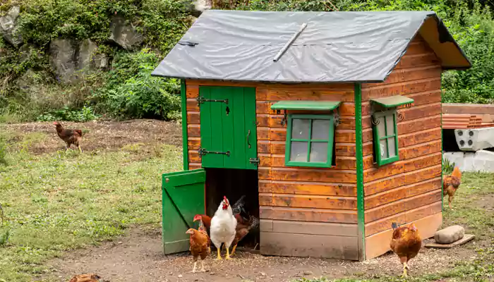5 Most Popular Chicken Coop Plans