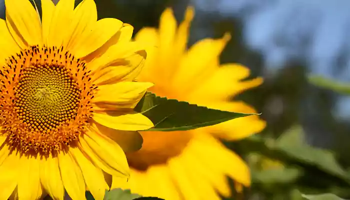 Growing Sunflowers: When And How To Grow This Delightful Flower In Your Garden