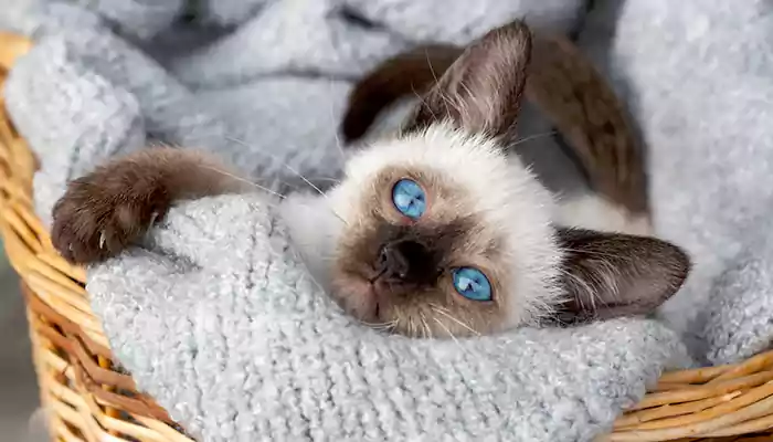 Seven Wonderful Cat Breeds That Shed The Least