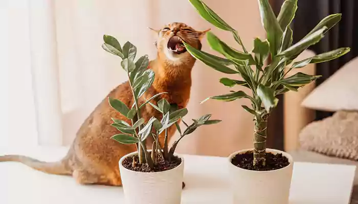 Six Healthy Plants That You Should Grow At Home For Your Cats