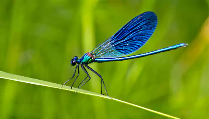 For The Love Of Dragonflies: Plants You Should Grow To Lure Dragonflies To Your Garden