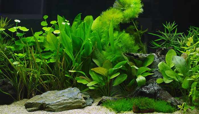 Five Aquatic Plants For Aquarium That You Can Grow In Gravel