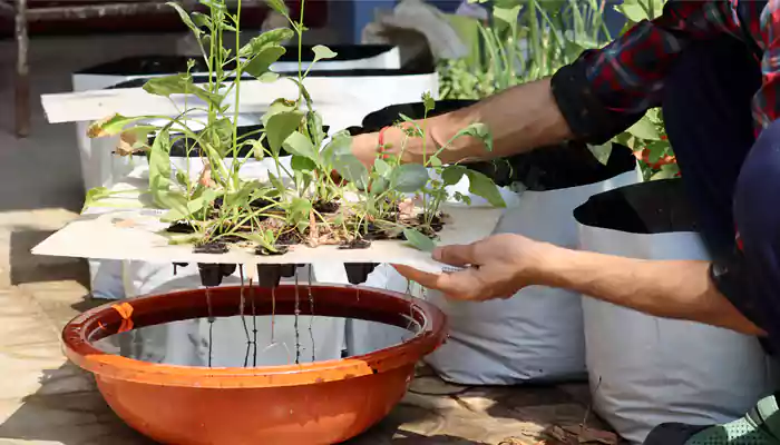 Hydroponic gardening! What is the craze about and how you should build one