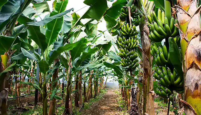 Check out these multiple uses of Banana tree