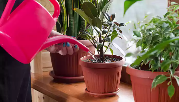 Effective Tips To Prevent And Treat Root Rot in Houseplants