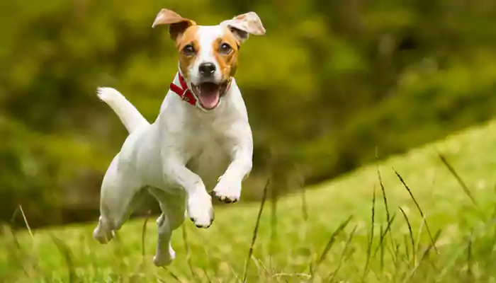 Five Signs That Indicate Your Dog Is Very Happy