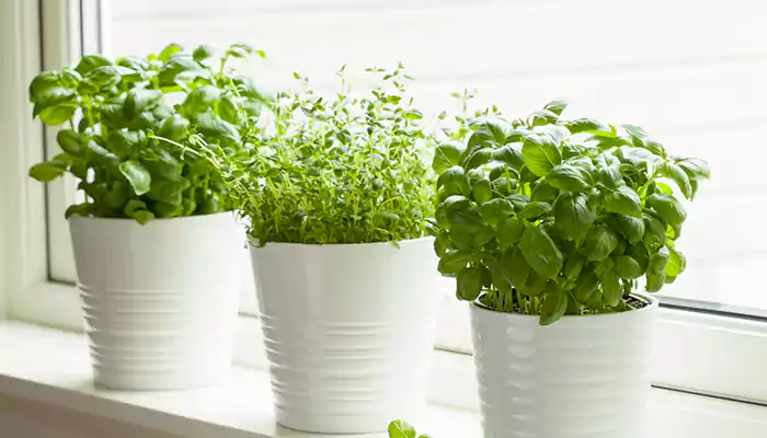 The Benefits Of Starting An Indoor Herb Garden