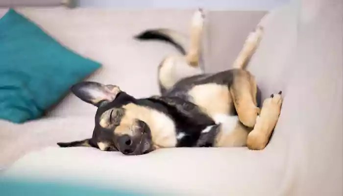 CAN DOGS HAVE SLEEPING DISORDER?