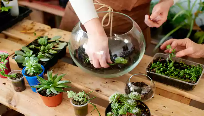 Fond Of Terrarium? Here Are 6 Plants You Can Start Off With