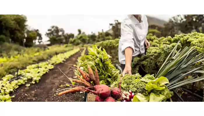 From Farm to Table: The Importance of Sustainable Agriculture