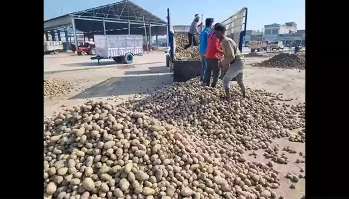 Karnataka Faces Severe Crop Decline; Potato Granaries Take a Hit