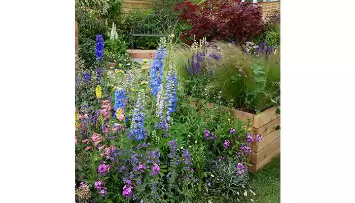 Tips for growing a wildflower garden