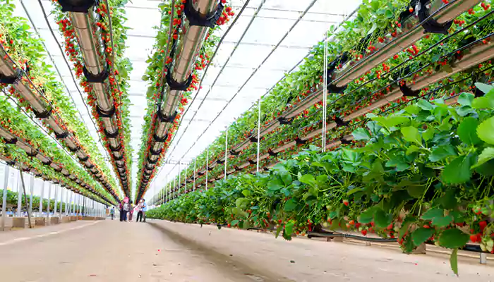 Vertical Farming: Growing Food in the Skyscrapers of Tomorrow