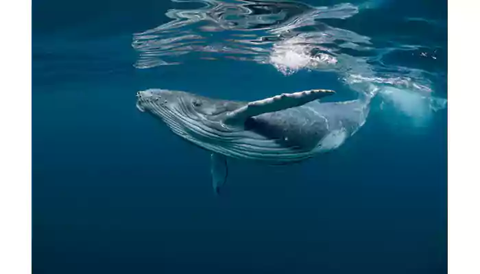 Whales: The Ocean's Mystical Giants Unveiled - 7 Fascinating Facts You Never Knew!